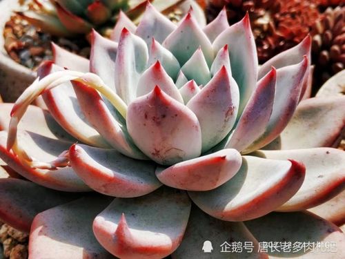 泥炭土配田园土好吗—泥炭土和什么土搭配好
