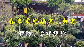 养花永远不换土行吗;叶片发黄是缺什么肥料