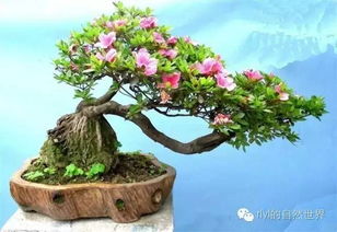 四季桂花树盆栽的管理;四季桂花树盆景