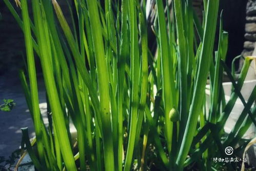 菜园种久了怎么改良土壤—菜园子土壤怎样杀菌