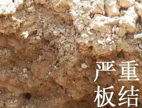 怎样使板结的土壤变疏松—改良土壤板结最简易