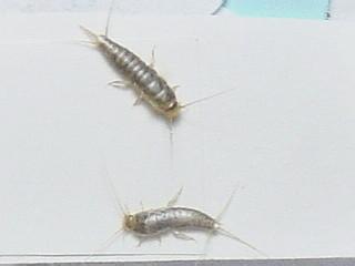 家里屋顶有很小腿多一按便成灰面的虫子是什么 