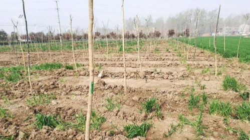 耕地种植果树允许吗—耕地种果树最新政策法规