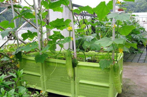 楼顶种菜用什么种植箱最安全,楼顶种菜城管能强