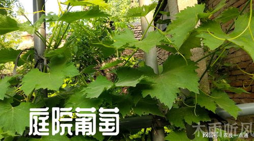 当年栽的葡萄树怎样管理_当年栽的葡萄树怎样管