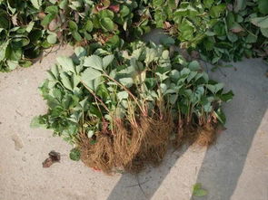 【菏泽甜查理草莓苗、甜查理草莓苗多少钱一棵】-黄页88网