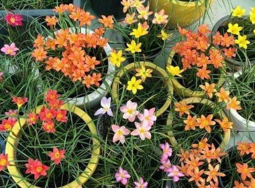 营养土适合种什么植物、营养土适合养什么花