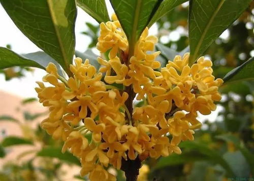 冬天植物修剪要点 , 来年花开爆盆关键就在这一步 