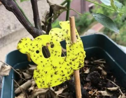 养花的土里有小飞虫怎么办;盆栽花有小飞虫怎么