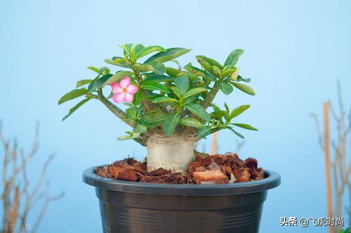 四种花不喜欢在土里长,就喜欢沙子,掺一点才能长得更好
