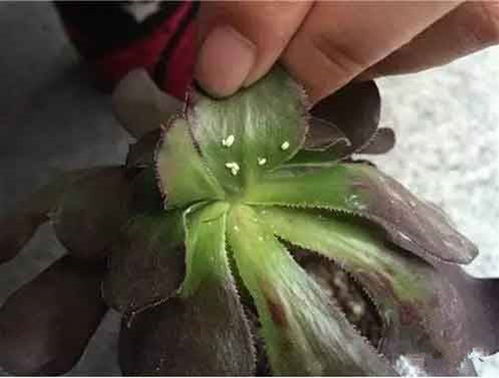 多肉土里有小黑虫怎么办