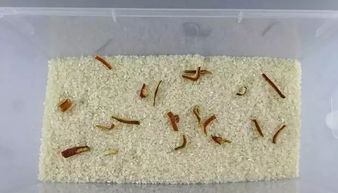 米虫最怕它们,米袋里放一点,不生虫