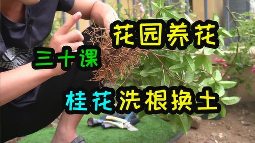 桂花洗根换土教学,牢牢记住这四点,开花长叶不发愁