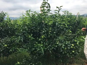 柑橘种植修剪原则及要求