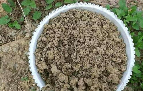 它是天然有机土,直接种花不用发酵,生长茂盛,开花爆盆