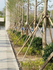 野山老桩移栽几个月生根 