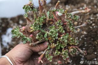 4年颗粒土养多肉小心得 那些用颗粒土种多肉血的教训 