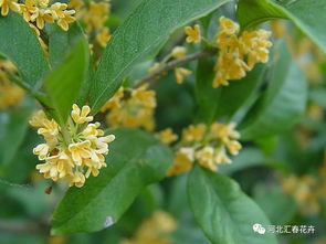 四季桂花土壤怎么配—四季桂花土壤怎么配比