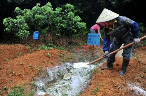 厨余垃圾沤肥简单方法、人尿浇菜最佳方法
