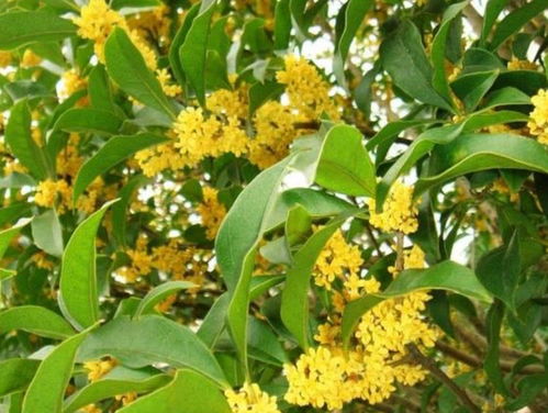 桂花树用什么土最好呢_桂花树用什么土最好呢视
