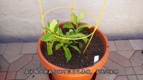 如何在家自己配制营养土 