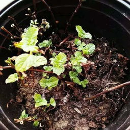 半死的花,咔咔2剪刀,1个月长疯了 