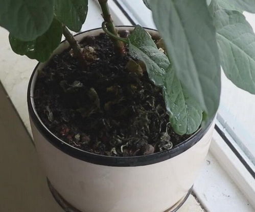 花盆里的土很臭怎么办_花盆里的泥土臭了