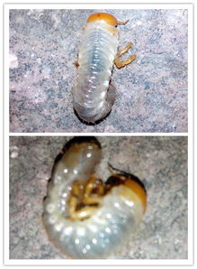 这是什么虫子啊 在种枇杷的泥土里面发现的 