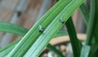 民间清除花盆小飞虫的小窍门,收藏备用 