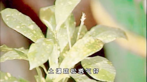 丽姐说花卉 盆栽用土 腐叶土,泥炭土,泥炭藓如何选择与区别