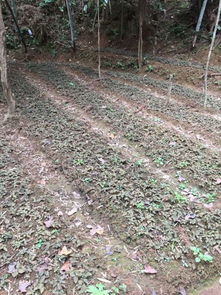 现在哪里有诚心收购竹林下种植的金线莲 我们基地不是大棚种植,纯天然,吃阳光喝雨露长大