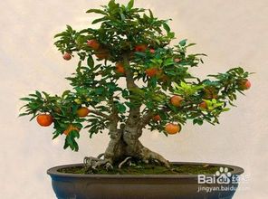 盆栽苹果的种植方法