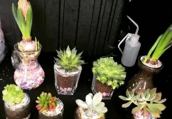 巨型花盆种什么花好看;超大花盆种什么