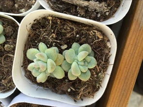 营养土里面有好多虫怎么办
