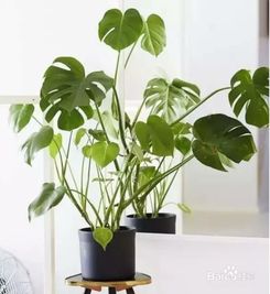 适合养在室内的耐阴植物-适合室内种植的大型耐