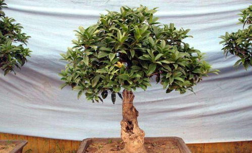 盆栽桂花用松针土好吗