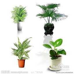 沤肥一年了还是很臭;发酵的肥料太臭怎么办