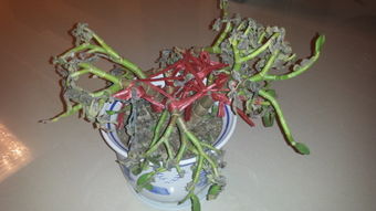 这颗玉树是死了吗 叶子都枯了,枝也软了,有的地方快断了,还能救活吗 
