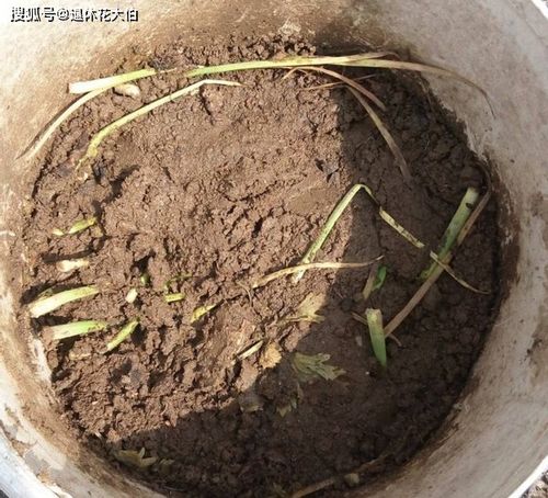 营养土怎么做