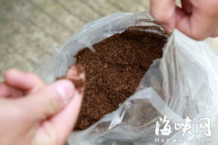 女子网购土壤后家中跳蚤成灾 疑营养土藏虫惹祸