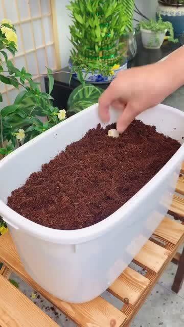 椰砖种菜要配土吗-使用椰砖种菜种花可以吗