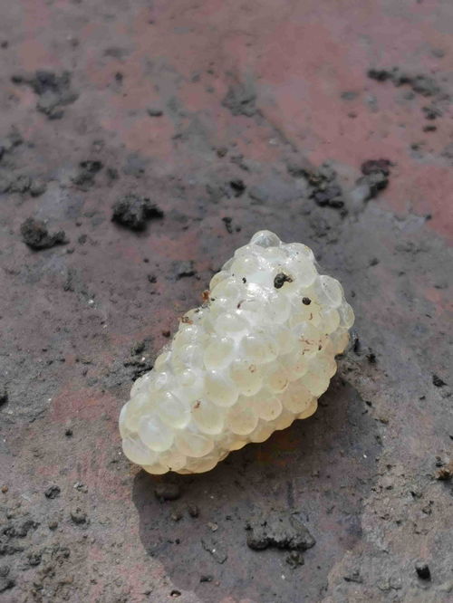 这是什么虫卵 白色的透明一串子 