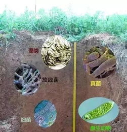 购买菌肥不用怕,一画帮你辨真假 土壤 