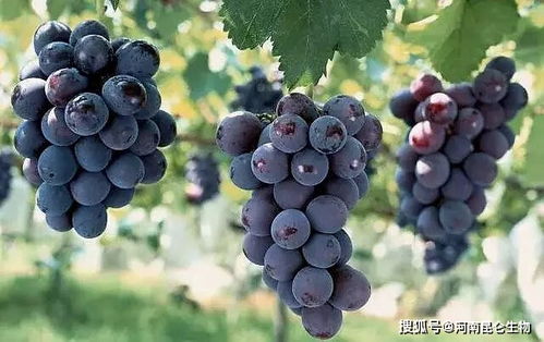 葡萄不发芽主干也快干了、葡萄发芽不长叶怎么