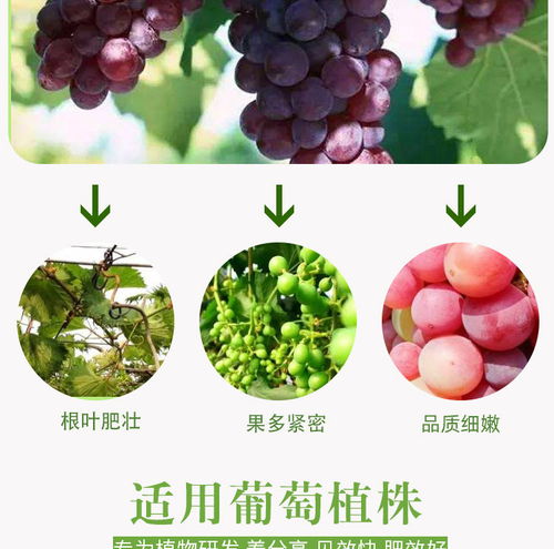 营养土可以种果树吗