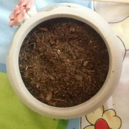新买的营养土能直接用吗;刚买的营养土能直接用