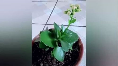 长寿花 花盆里有了小飞虫,该怎么处理 