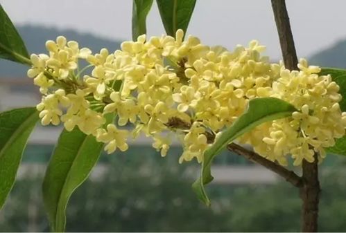 八月桂花盆栽面面观 花木君 