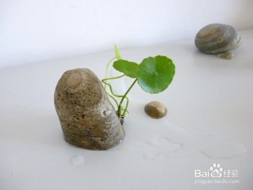 倒立式花盆的种植方法 