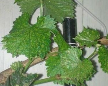 葡萄树用深盆还是宽盆、楼顶种葡萄需要多大的